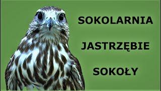 #24 Sokolarnia - ptaki i porządki