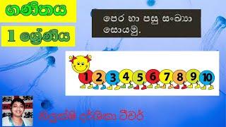 #සංඛ්‍යාවක පෙර හා පසු සංඛ්‍යාව හඳුනාගැනීම | 01 ශ්‍රේණිය ගණිතයGrade 1 maths Sinhala medium  ගණිතය