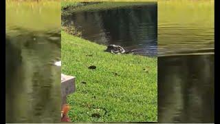 Watch: Alligator living in Nocatee pond attacks snake in homeowners backyard