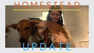 Life Lately | Mini Update From Our Homestead In The Portuguese Mountains