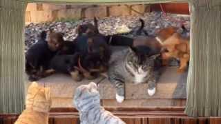 Puppies hound Cat but, Cat is chill on KittyWeed Catnip!
