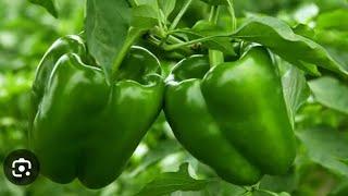 GREEN PEPPER 🫑 FARMING IN Uganda @MUKASA JOSEPH UG