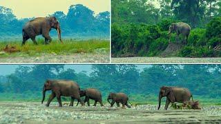 Small story of a giant tusker elephant and his family | They are going towards tea garden area