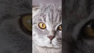 Gentle Curiosity | Unveiling the Quirks of Scottish Fold Cats #cats #catshorts #catlover #catlovers