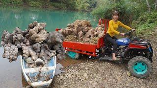 Use 4-wheeled Vehicle Trucks Harvesting big tubers after 10 years of growing on the farm to sell