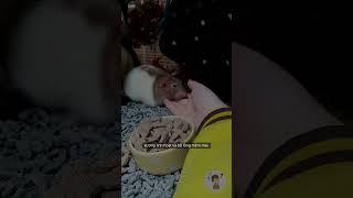 Tại sao chuột có thể chui qua được lỗ nhỏ hơn cơ thể của chúng?