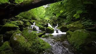 Natural Forest Sounds, Flowing Stream Water, Birds Chirping, ASMR