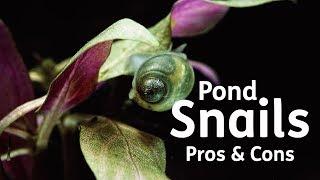 Pond Snails | Pros & Cons