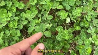 老人常说的“安神镇痛草”，其实是农村常见的植物，很多人不知道