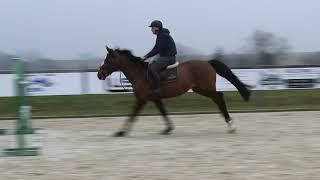 For sale 4yo gelding Jobolenky Sitte x Ogano