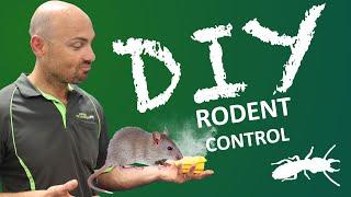 What is the best mouse trap? (DIY Pest Control)