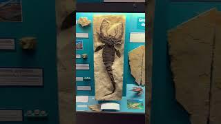 Silurian period