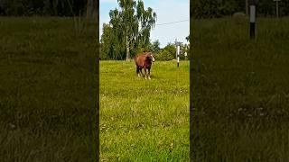 ️БЕЛАРУСКАЯ ДЕРЕВНЯ+МИНСК. КОНТРАСТ ЖИЗНИ ДЕРЕВЕНСКОЙ И ЖИЗНИ ГОРОДСКОЙ) ЭТО РЕАЛЬНО  ИНТЕРЕСНО