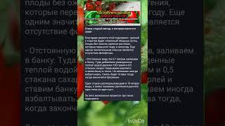 старинный метод подкормки томатов