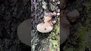 Mushroom Breathes Out Water | 4K | Nature | Life