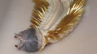 Antarctic Gold Worm - Unknown Nightmares Species In The Deep Sea