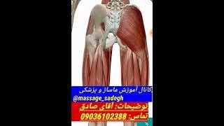 نحوه ماساژ پریفورمیس و ارتباط آناتومی با ماساژ @massage_sadegh