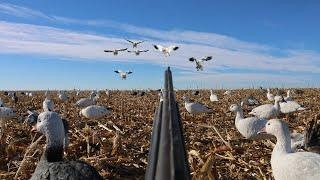 3 Man SNOW GOOSE HUNT!! 60 Bird Day