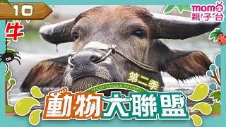 EP10【牛】Cow｜財富、力量、忠誠與勤勞的象徵｜完整版｜動物知識｜昆蟲介紹｜寫實紀錄｜生態環境｜《動物大聯盟第2季》｜#momo親子台