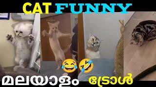 cat funny video Malayalam troll  dialogue | part-1  |  ചിരിച്ചു ചാവും  | മലയാളം ട്രോൾ