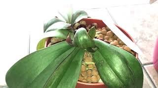 Orchid Mysteries Uncovered!  Conclusion video to What Grows There?!  Episode 1