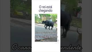 Cachorro andando de bufalo