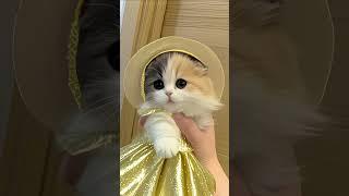 #cat #kitten #pets