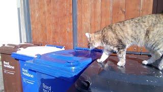 this tadhg er bears cat blosom