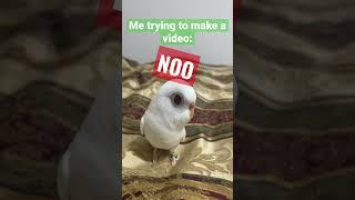 Daily routine..#parrots #shorts | Pixie’s Diary
