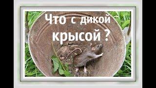 ЧТО МЫ СДЕЛАЛИ С ДИКОЙ КРЫСОЙ Видео про крыс Крысы видео  Клетка крысы ЗВУК КРЫСЫ Крыса издает звуки