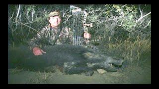 Bowhunting Wild Hogs in Texas W/ Bob Fromme