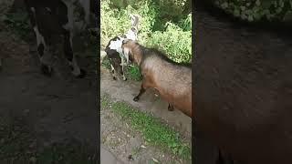 Мы из деревни родом!