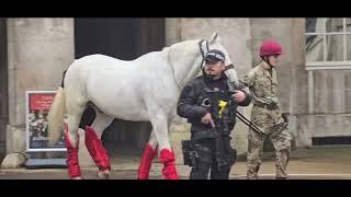 Giant white horse delivered to horse guards replaced lame white horse #kingsguard