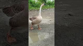 Angry Goose