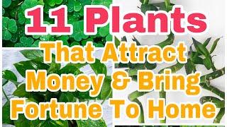 11 Plants that Attract Money$ & Bring Fortune to Home