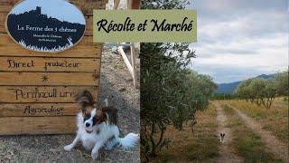 Une journée chez une maraîchère en Pyrénées Orientales