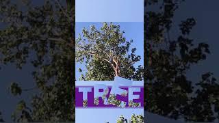 MOTION : Tree - wind blown tree | Motion Lite #shorts