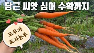 주말 텃밭에 당근 씨앗 심어 수확까지:: 당근 재배방법:: 도시농업:: 모두가 도시농부