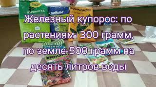 Розы. Препараты для лечения  болезней роз. Скор, Редомил Голд, Топаз, Эфатол.