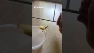 Training my Orchid Mantis to jump to my hand