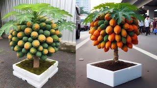 Great method super dwarf propagation air layering papaya trees