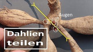 split dahlia tubers -  correctly explained