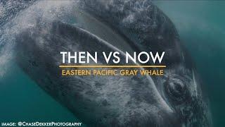 #MMPA50: Eastern Pacific Gray Whale | Then vs. Now