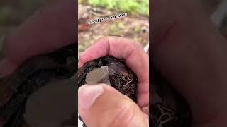 Have you found an evil geocache like this one? #geocaching #cache