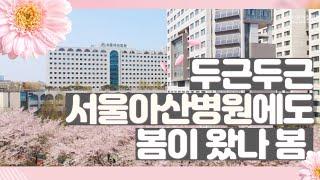  (4K) 두근두근 서울아산병원에도 봄이 왔나 봄 