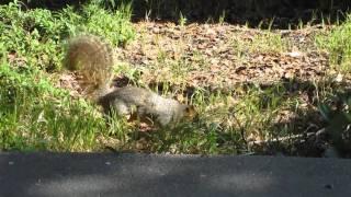 Squirrel University of California Berkeley