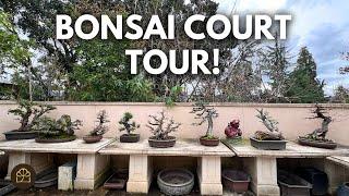 UPDATED BONSAI TOUR! Spring Edition 2024