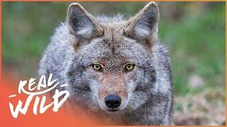 The Yellowstone Coyote: From Top Dog To Underdog | Real Wild