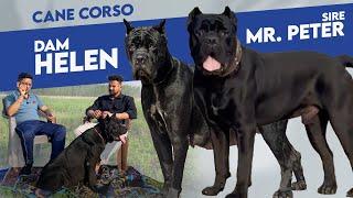 Get Cane Corso puppies with import bloodline, Dam: Helen, Sire: Mr  Peter, with KCI