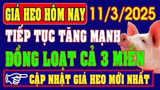 Giá heo hơi ngày 11/3/2025 - TIẾP TỤC TĂNG MẠNH ĐỒNG LOẠT CẢ 3 MIỀN